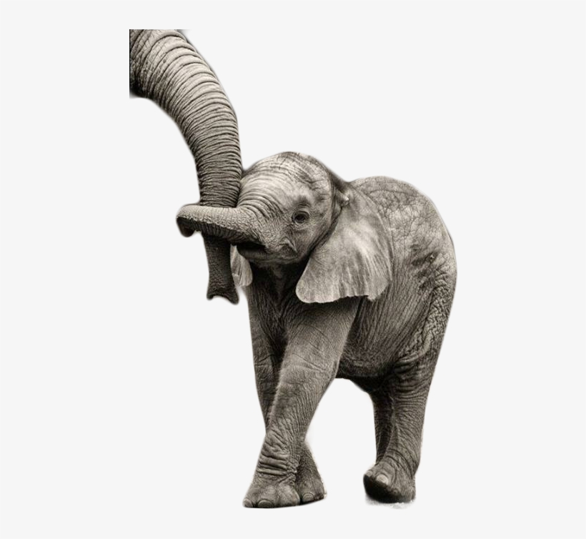 Cahorro Sentado Elefante Baby Em Png - Thank You Moving Animation Elephant, transparent png