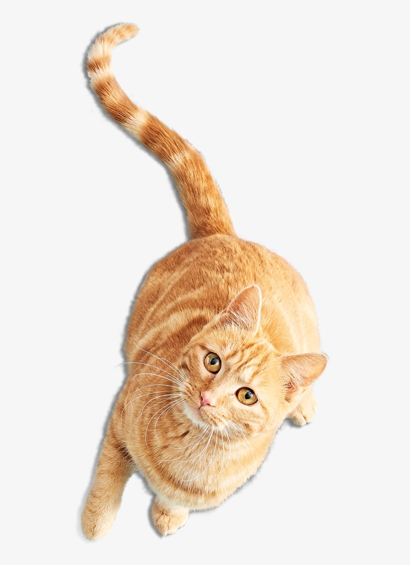 El Sitio Purrrfecto Para Los Amantes De Los Gatos - Gatos Png, transparent png