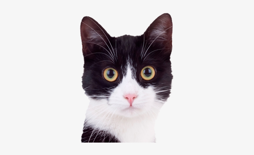Previousnextplaystop - Cute Black And White Cats, transparent png