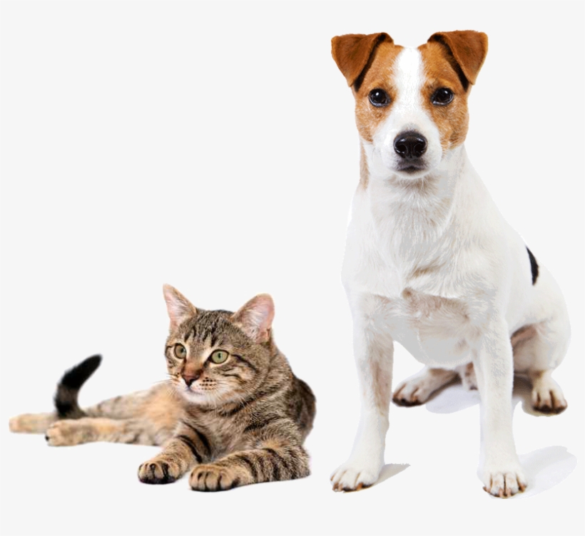 Composición - Poem English About Cat, transparent png
