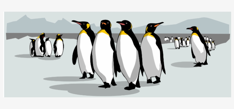 800 X 600 0 - King Penguin, transparent png