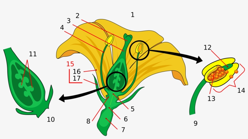 Open - Parts Of A Flower, transparent png