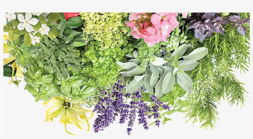 Abojut - Banner - Plants - Bouquet, transparent png