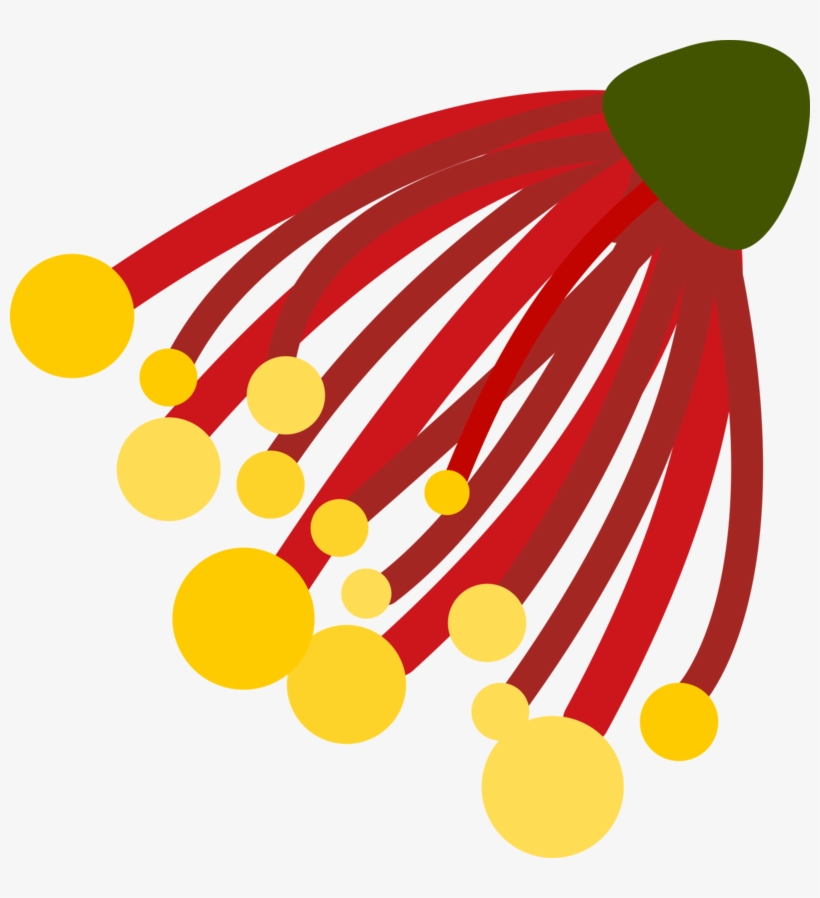 Pohutukawa Christmas Flower - Kiwi Christmas Clipart, transparent png