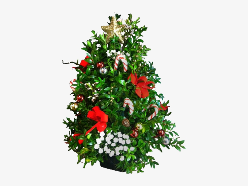 Ready For Christmas - Christmas Tree, transparent png