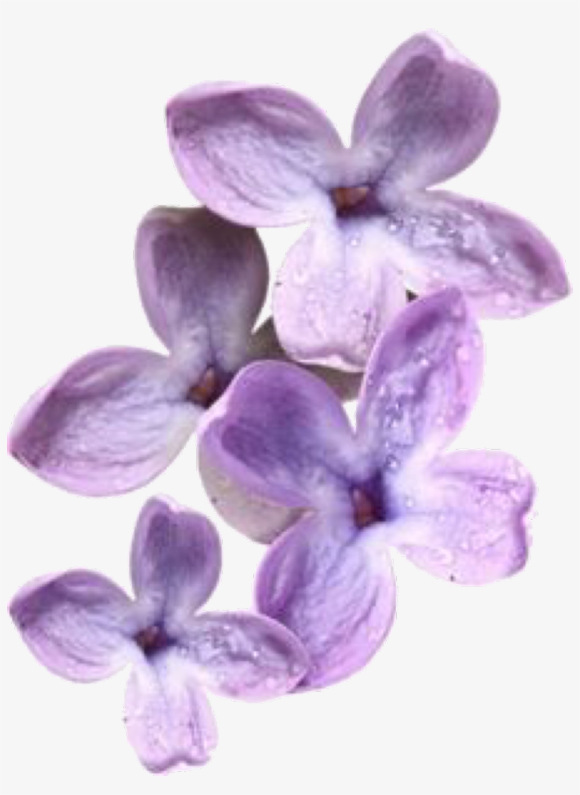 Lavender Sticker - Planta De Seda Png, transparent png