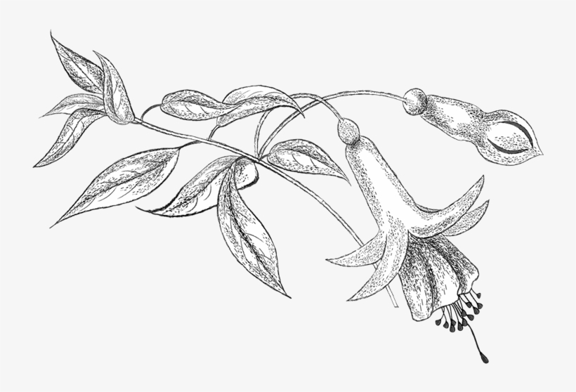 Pencil Png, Colouring, Coloring Books, Flower Patterns, - Line Art, transparent png