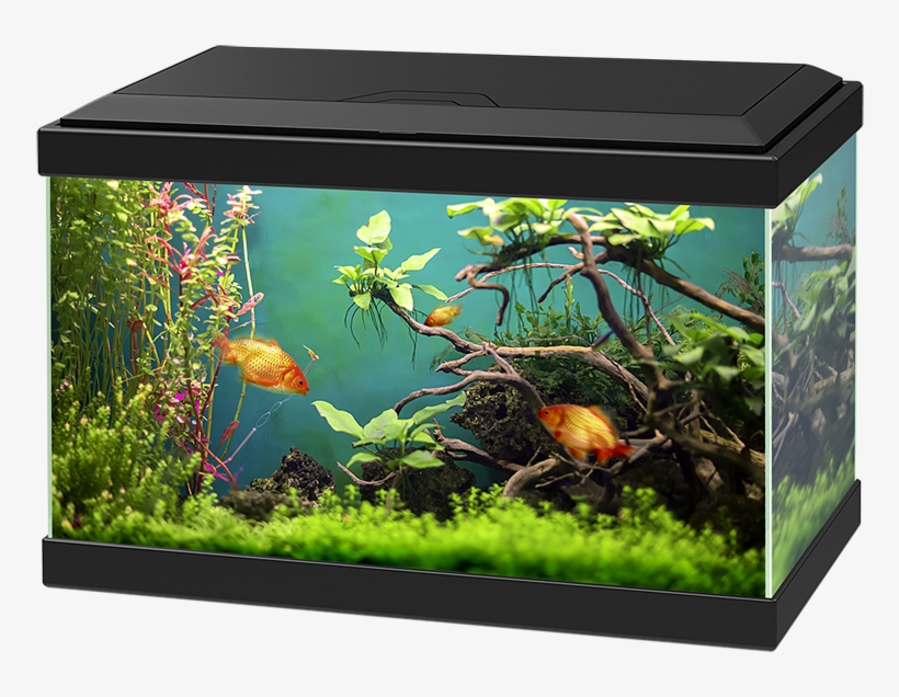 Aquarium Png, transparent png