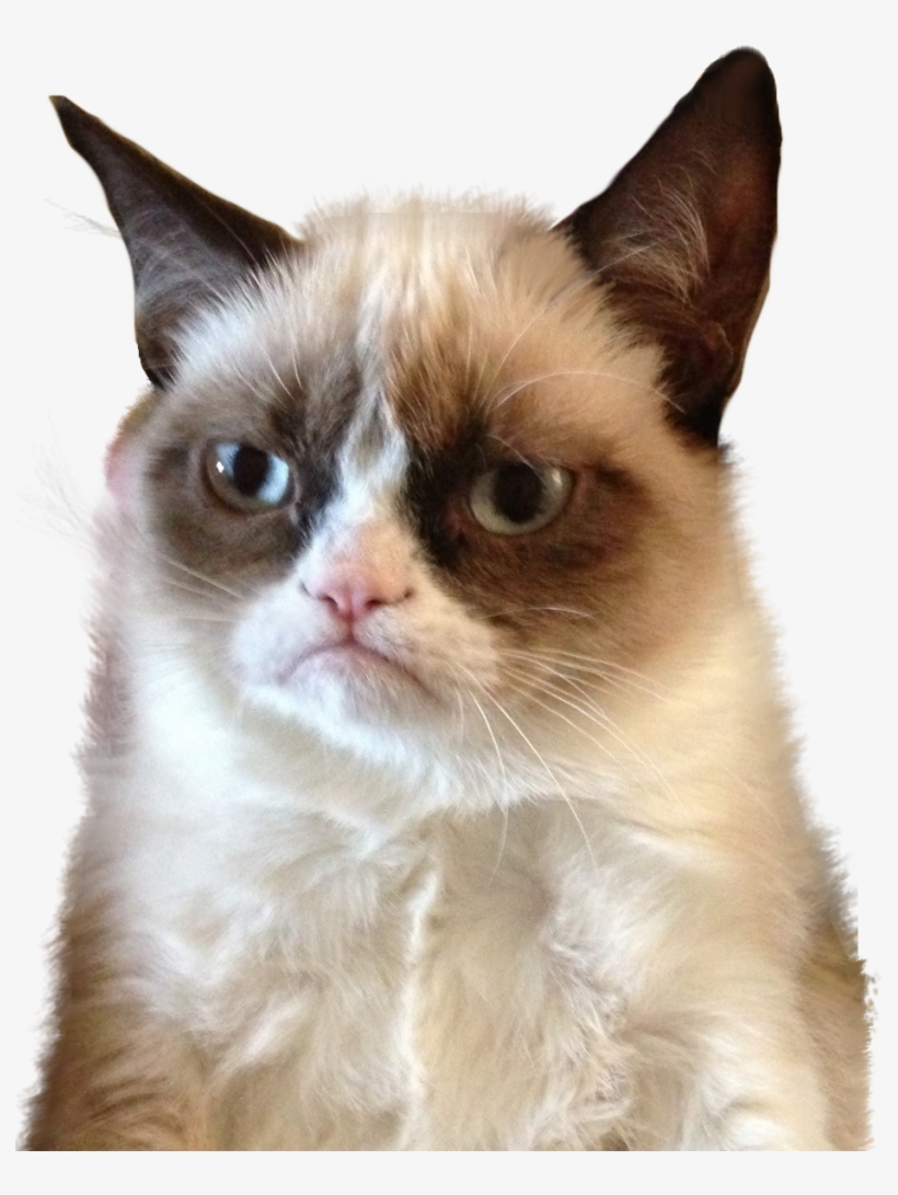 Animalgrumpy - Hate Pumpkin Spice Meme, transparent png