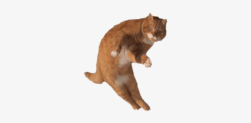 Just A Cat - Cat Dodge Bullet, transparent png