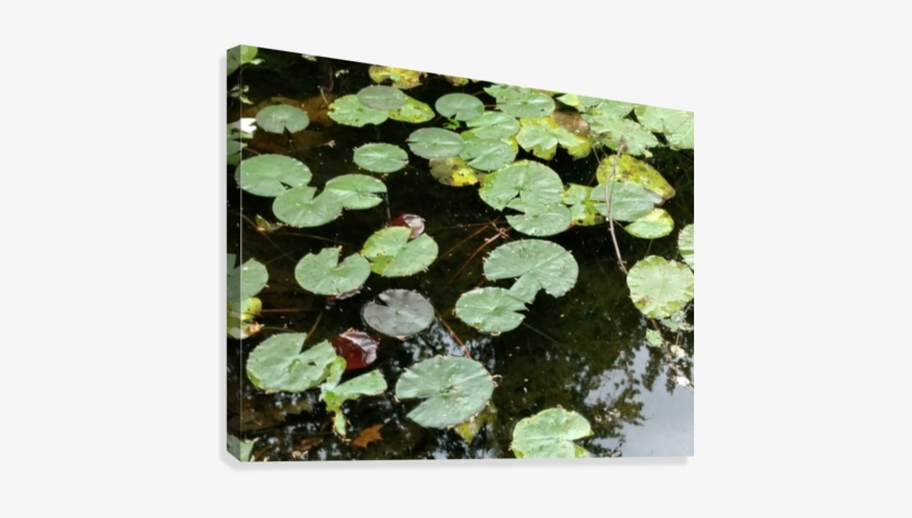 Lilly Pads Canvas Print - Sacred Lotus, transparent png