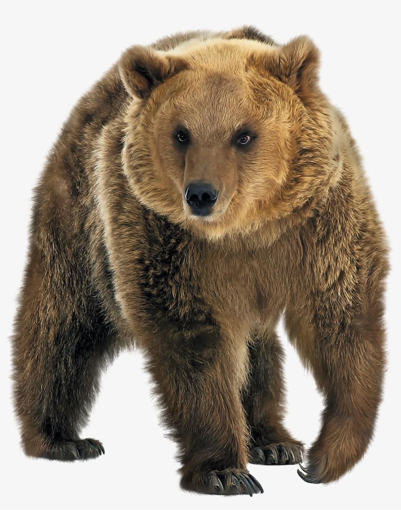 Brown Bear Png Transparent Image - Eyelike Stickers - Wild Animals By Workman Publishing, transparent png