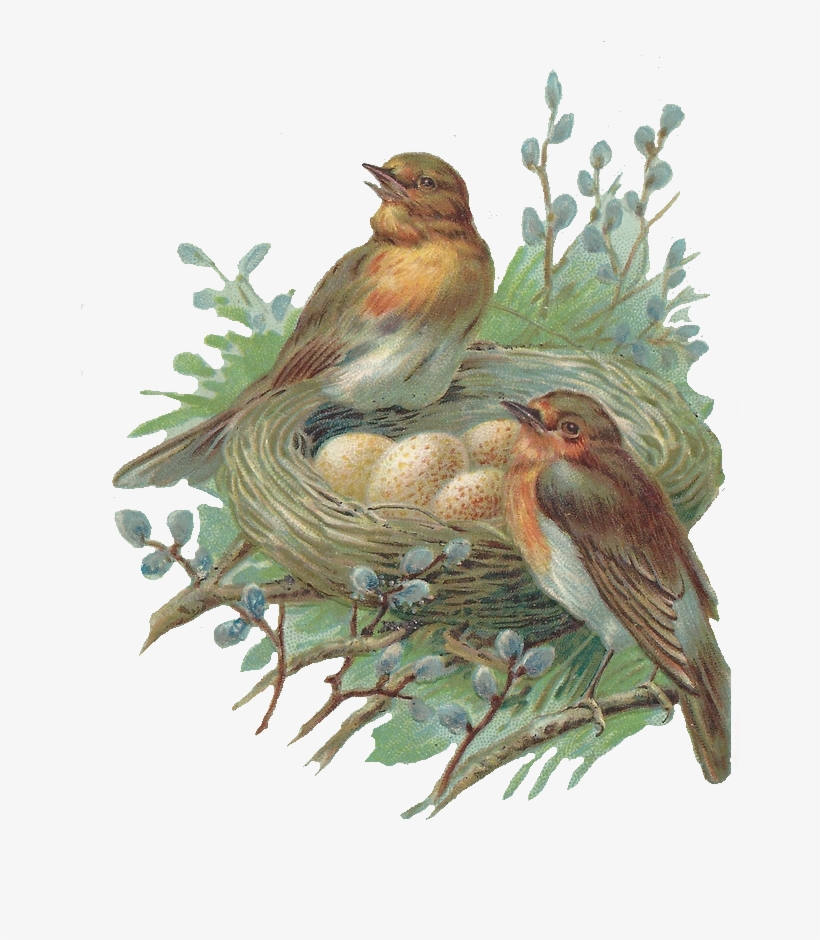 Nest Png Free Image - Png A Bird Nest, transparent png