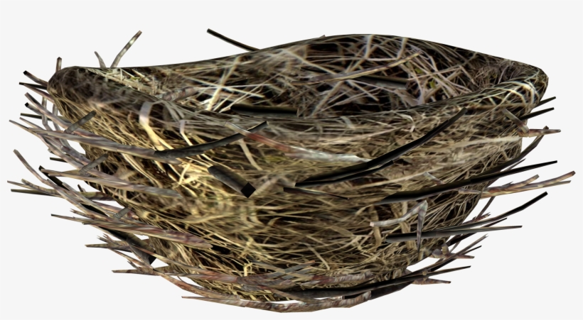Nids D Oiseau En Png, transparent png