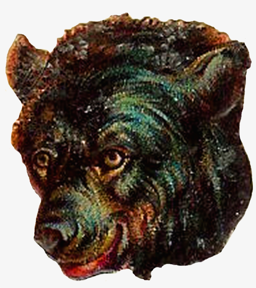 Brown Bear - Bear, transparent png