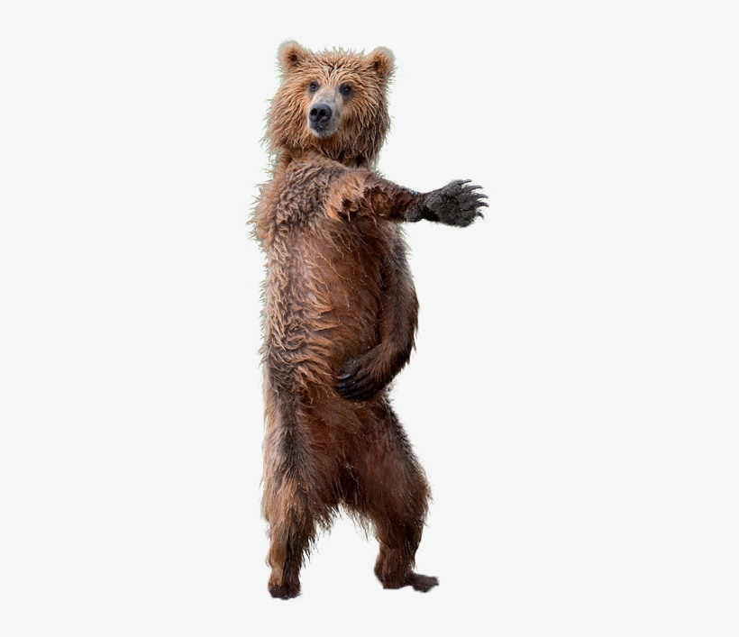 Brown Cutouts - Brown Bear Transparent, transparent png
