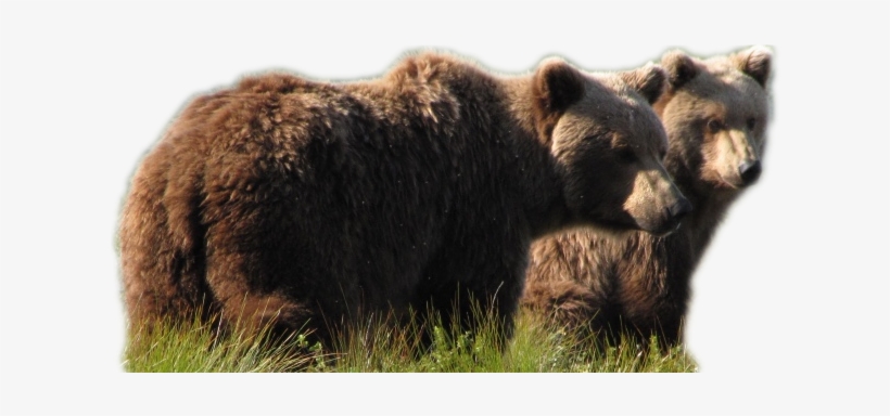 Go To Image - .net, transparent png