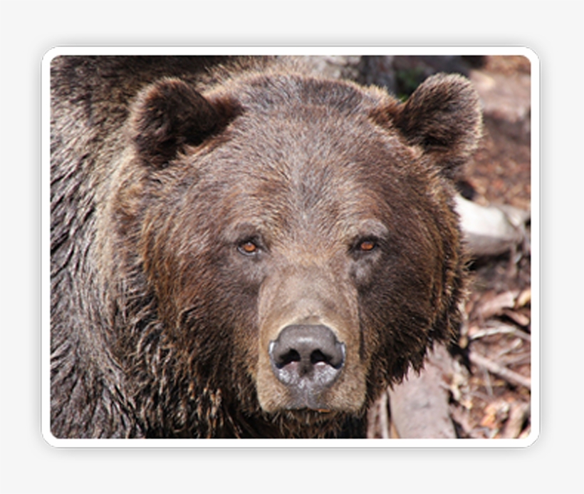 Post By Grrraaahhh On Nov 2, 2012 At - Brown Bear, transparent png