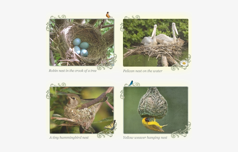 See If You Can You Find A Real-life Nest That A Bird - Masked Weaver Bird Journal: 150 Page Lined Notebook/diary, transparent png