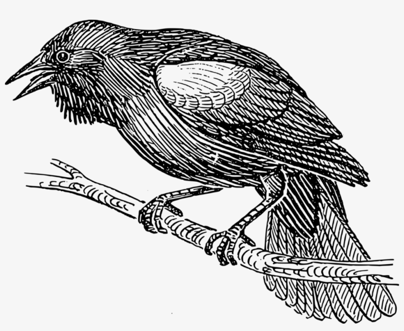 Clipart Black Bird Line Drawing Pictures Www Picturesboss - Bird Black And White Drawing, transparent png