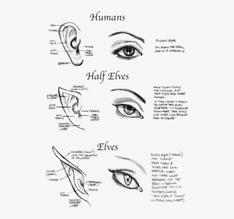 Human - Half Elf Ears, transparent png