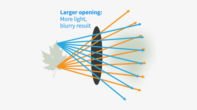 Diagram Of Opening In The Human Eye - Graphic Design, transparent png