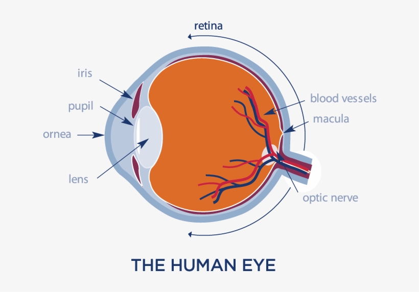 The Optomap Ultra-wide Digital Retinal Imaging System - Retinal Digital Imaging Eye Exam, transparent png