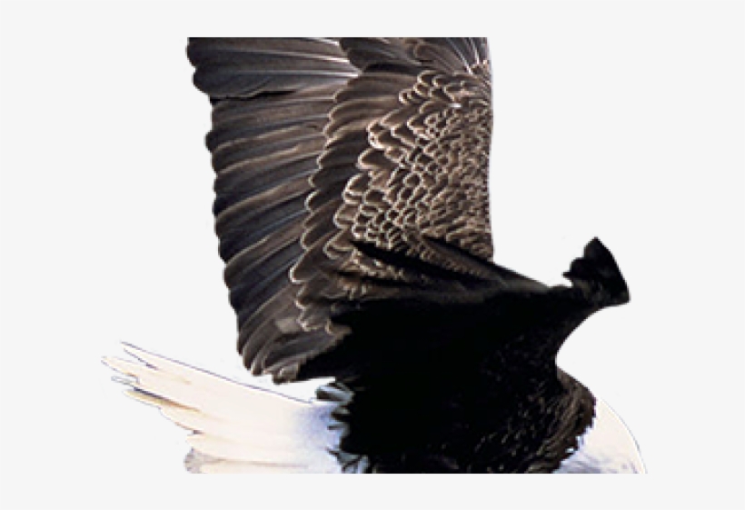 Eagles In The Grand Canyon, transparent png