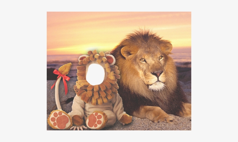 Baby - Lion - Good Evening Lion, transparent png