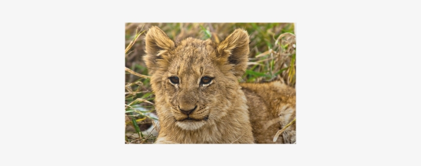 Leopard - 400x400 PNG Download - PNGkit