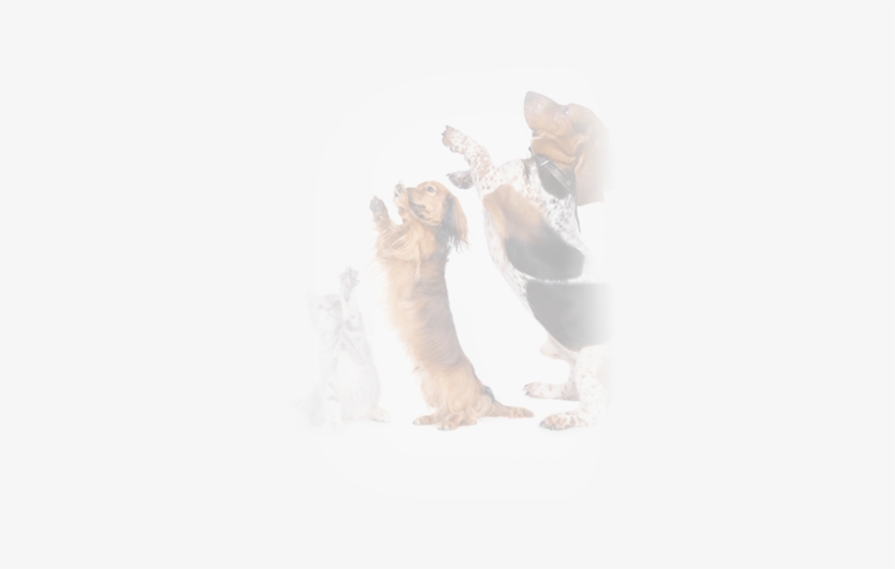 Join The Team - Cafepress A Dachshund Begs For A T Rectangular Canvas, transparent png