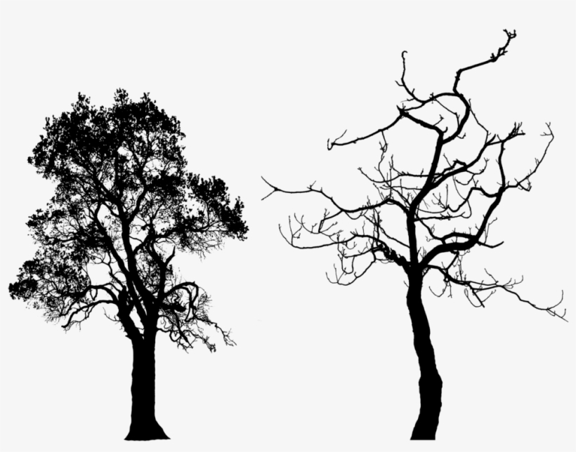 Bare Tree Silhouette Png Download - My Brother's Peculiar Chicken By Alejandro Roces, transparent png