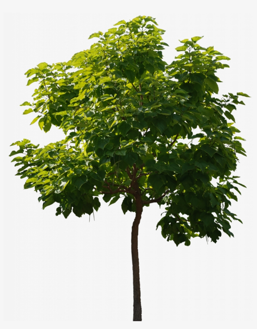 Humanização Photoshop - Trees Background For Photoshop, transparent png