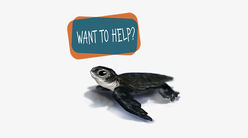 Kilometers Of Mediterranean Coastline Surveyed - Sea Turtle Help, transparent png