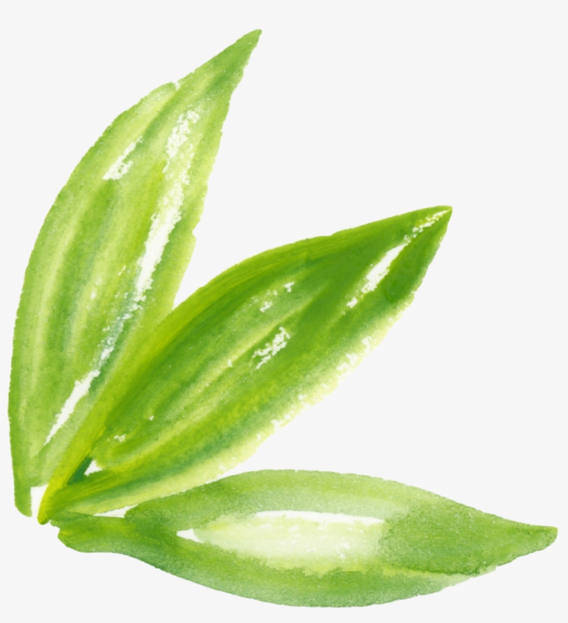 Ftestickers Watercolor Leaves Green - Green Leaf Watercolor, transparent png