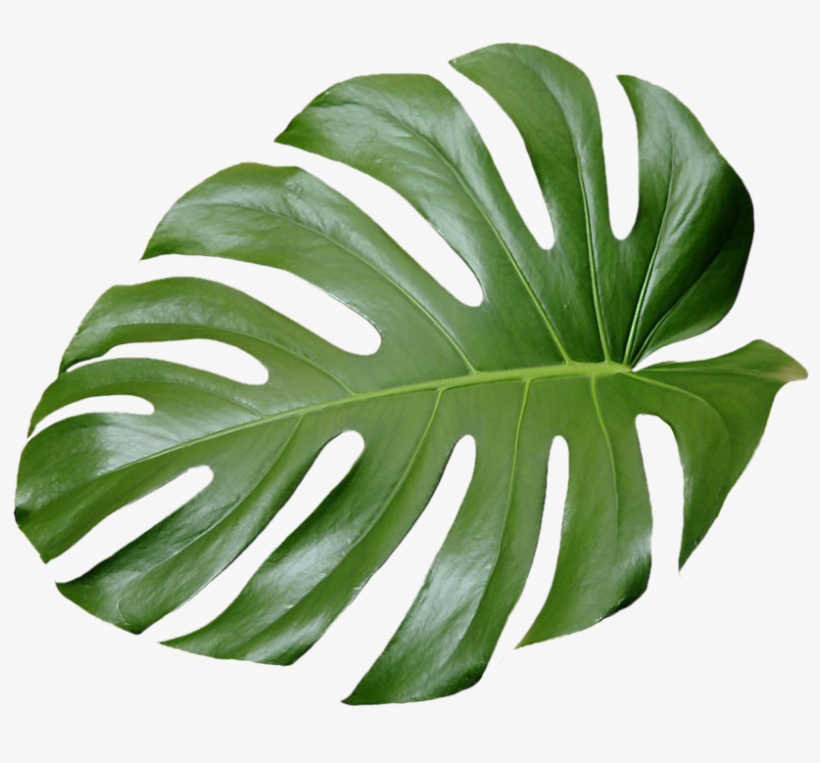 Tree No Leaves Png For Free - Tropical Leaves Png Transparent, transparent png