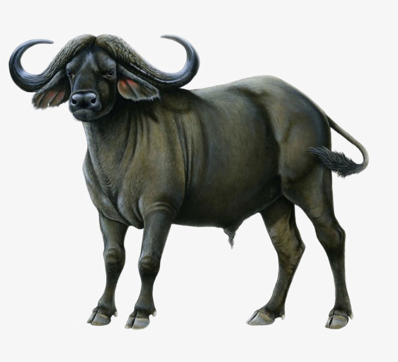 Cape Buffalo Png Image - Buffalo Png, transparent png