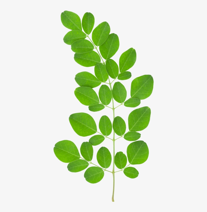 Moringa Leaf - Au Natural Organics Moringa Oil 3.4 Oz | 100 Ml, transparent png