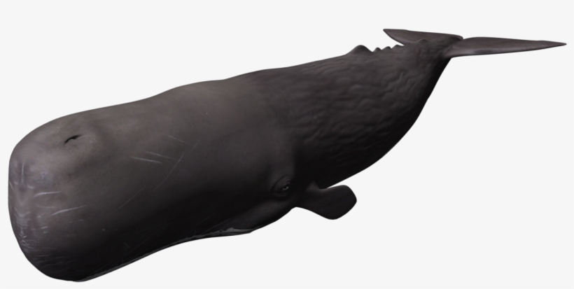 Sperm Whale Clipart Brown - Whale 3d Png, transparent png