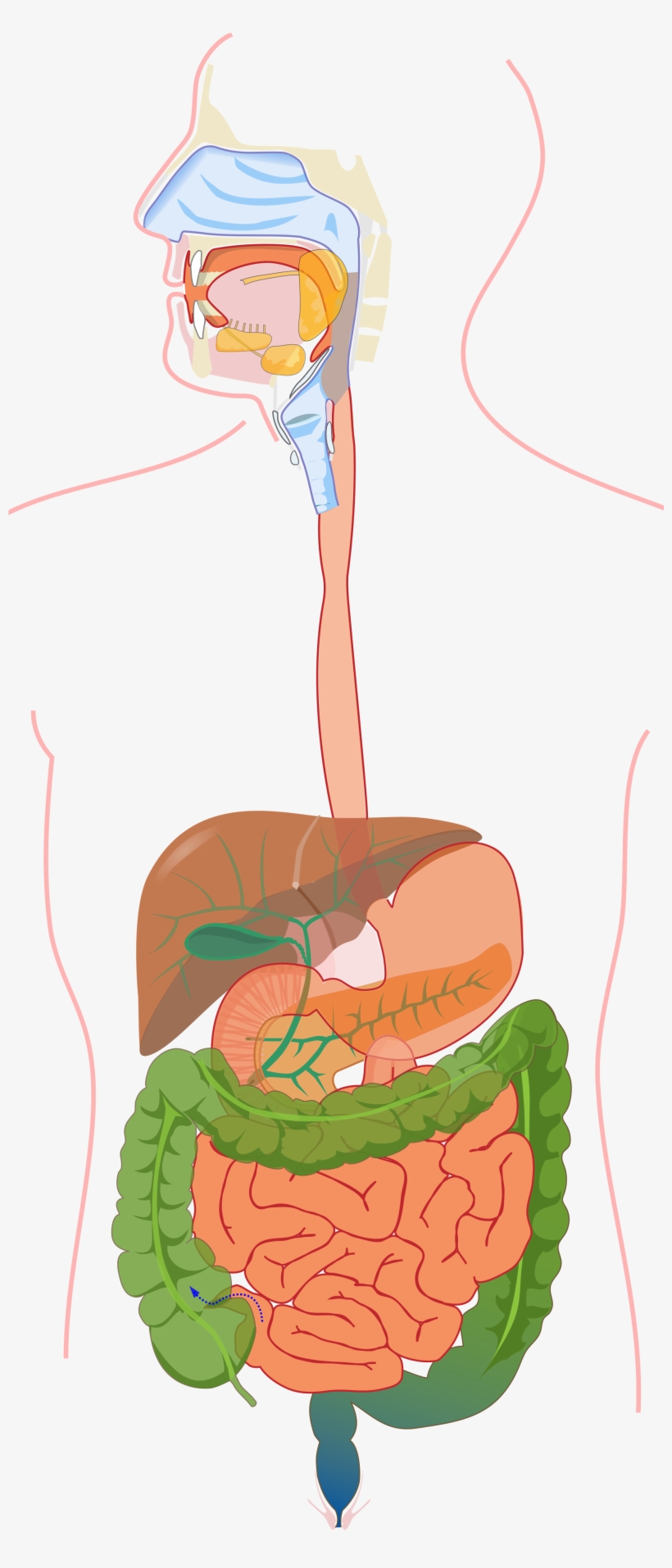 Open - Virskinimo Sistema, transparent png