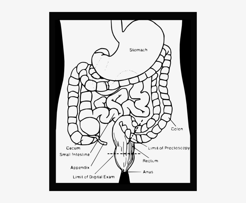 How To Set Use Digestive System Clipart, transparent png