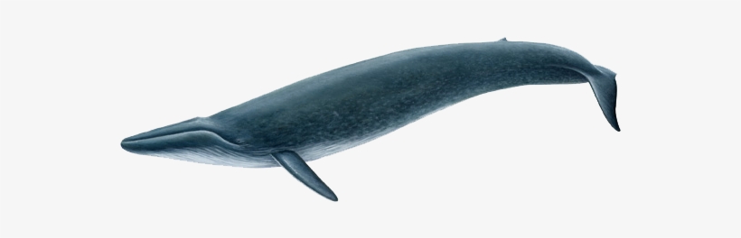 Blue Whale Png Picture - Blue Whale Png, transparent png