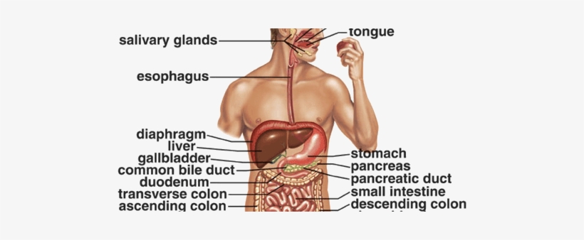 Rib, transparent png