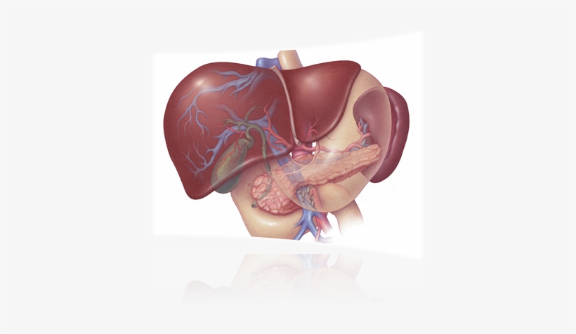Test - Your Pancreas Located In Your, transparent png