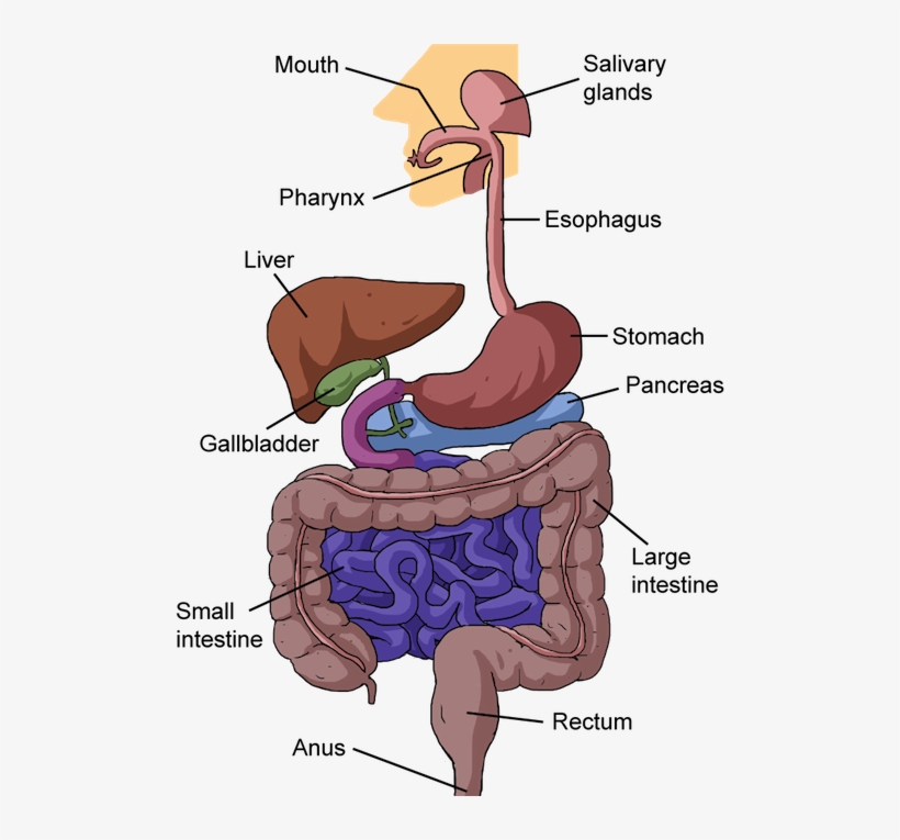 Banner Biology From Food To Finish Shmoop The - Nutrition In Human Beings, transparent png