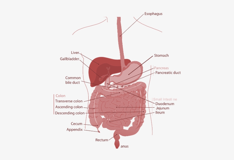 Gastroenterology Is The Branch Of Medicine Which Deals - Difference Between Esophagus And Oesophagus, transparent png
