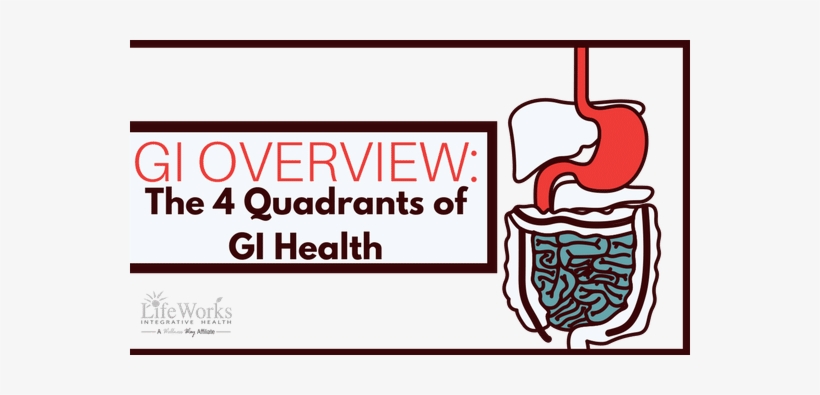 How Your Digestive System Works - Gastrointestinal Tract, transparent png