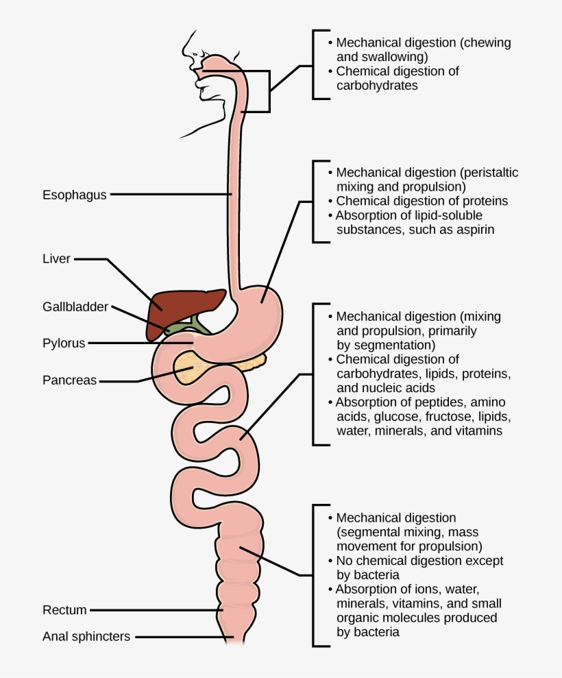 Mechanical And Chemical Digestion Of Food Takes Place - Protein