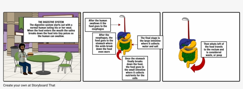 Digestive System Project - Human Digestive System, transparent png