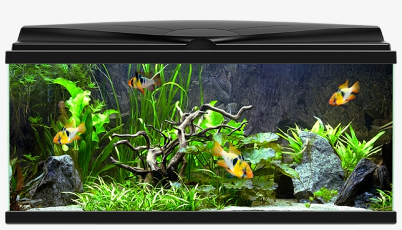 Aqua - Ciano Aqua 80 Led, transparent png